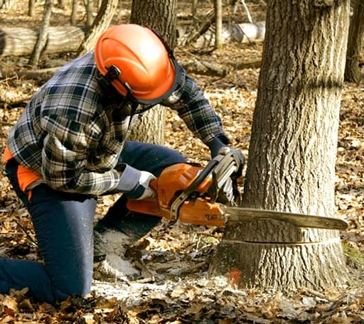Tree Removal in Shawnee, WY